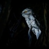 Lelkoun sovi - Podargus strigoides - Tawny Frogmouth o2656